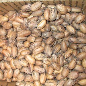 5 LB. BOX OF FRESHLY HARVESTED RAW IN-SHELL PECAN NUTS New Mexico Grown